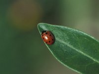 Coccinella undecimpunctata 1, Elfstippelig lieveheersbeestje, Saxifraga-Frits Bink