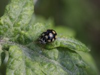 Coccinula quatuordecimpustulata 1, Veertienvleklieveheersbeestje, Saxifraga-Rutger Barendse