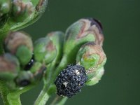 Conius tuberculosus 1, Saxifraga-Rutger Barendse