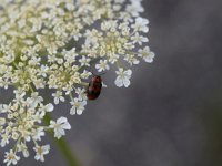 Coptocephala rubicunda 1, Saxifraga-Klaus Kuhn : LfU