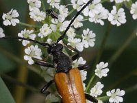 Corymbia fulva  1, Zwarttip-smalboktor, Saxifraga-Rutger Barendse