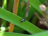 Crioceris asparagi 4, Blauwe aspergekever, Saxifraga-Tom Heijnen