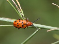 Crioceris duodecimpunctata 3, Twaalfpuntsaspergekever, Saxifraga-Rutger Barendse