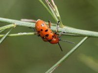 Crioceris duodecimpunctata 4, Twaalfpuntsaspergekever, Saxifraga-Rutger Barendse