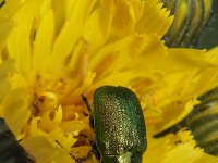 Cryptocephalus hypochaeridis 1, Composietensteilkopje, Saxifraga-Rutger Barendse