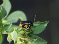 Cryptocephalus moraei 1, Hertshooisteilkopje, Saxifraga-Rutger Barendse