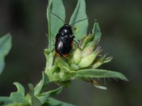 Cryptocephalus moraei 2, Hertshooisteilkopje, Saxifraga-Rutger Barendse