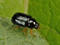 Cryptocephalus nitidus 1, Saxifraga-Ab H Baas