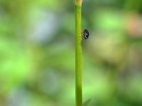 Cryptocephalus ocellatus 1, Oogvleksteilkopje, Saxifraga-Tom Heijnen