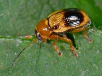 Cryptocephalus pusillus 1, Saxifraga-Ab H Baas