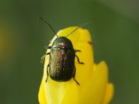 Cryptocephalus sericeus 1, Groen steilkopje, Saxifraga-Rutger Barendse