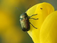 Cryptocephalus sericeus 2, Groen steilkopje, Saxifraga-Rutger Barendse