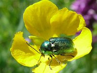 Cryptocephalus sericeus 3, Groen steilkopje, Saxifraga-Tom Heijnen