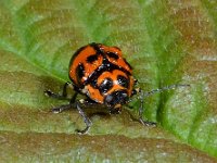 Cryptocephalus sexpunctatus cf octopunctatus 1, Saxifraga-Ab H Baas