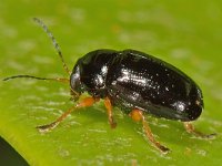 Cryptocephalus sp 1, Saxifraga-Ab H Baas