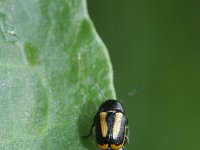 Cryptocephalus vittatus 1, Gestreept steilkopje, Saxifraga-Rutger Barendse