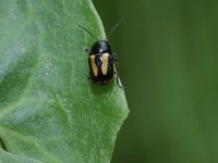 Cryptocephalus vittatus 2, Gestreept steilkopje, Saxifraga-Rutger Barendse