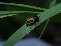 Cryptocephalus vittatus 4, Gestreept steilkopje, Saxifraga-Rutger Barendse