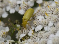 Cteniopus sulphureus, Sulphur Beetle