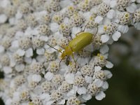 Cteniopus sulphureus 2, Zwavelgele bloemenkever, Saxifraga-Willem van Kruijsbergen