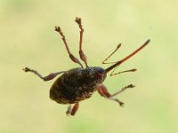 Curculio betulae