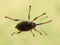 Curculio betulae 2, Saxifraga-Rutger Barendse