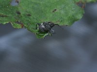 Curculio villosus 1, Eikengalboorder, Saxifraga-Rutger Barendse