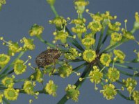 Curculio glandium, Acorn Weevil