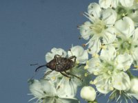 Curculio glandium 2, Kleine eikelboorder, Saxifraga-Frits Bink