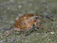 Curculio glandium 01 #06837 : Curculio glandium, Acorn weevil, Kleine eikelboorder