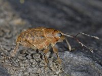 Curculio glandium 01 #06840 : Curculio glandium, Acorn weevil, Kleine eikelboorder