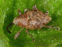 Curculio glandium 5, Kleine eikelboorder, Saxifraga-Ab H Baas