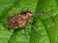 Curculio glandium 6, Kleine eikelboorder, Saxifraga-Ab H Baas