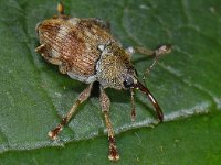 Curculio rubidus #14078 : Curculio glandium, Acorn weevil, Kleine eikelboorder