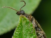 Dasytes sp 1, Saxifraga-Ab H Baas