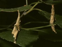 Deporaus betulae 1, Berkensigarenmaker, Saxifraga-Pieter van Breugel