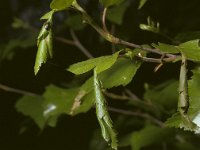 Deporaus betulae 2, Berkensigarenmaker, Saxifraga-Pieter van Breugel