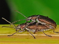 Donacia sp 9, Rietkever, Saxifraga-Ab H Baas