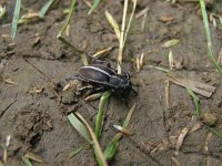 Dorcadion arenarium 1, Saxifraga-Al Vrezec