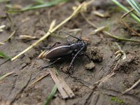 Dorcadion arenarium 2, Saxifraga-Al Vrezec