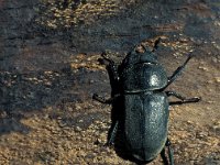 Dorcus parallelipipedus 2, Klein vliegend hert, Saxifraga-Frits Bink