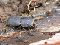 Dorcus parallelipipedus 3, Klein vliegend hert, Saxifraga-Mark Zekhuis