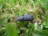 Dorcus parallelipipedus 5, Klein vliegend hert, Saxifraga-Al Vrezec