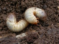 Dorcus parallelipipedus 6, Klein vliegend hert, larvae, Saxifraga-Mark Zekhuis