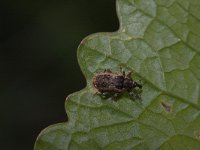 Dorytomus minutus 1, Saxifraga-Rutger Barendse