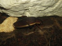 Dytiscus dimidiatus 1, Veengeelgerande waterroofkever, Saxifraga-Al Vrezec