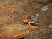 Dytiscus dimidiatus 2, Veengeelgerande waterroofkever, Saxifraga-Al Vrezec