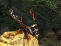 Dytiscus marginalis 8, Gewone geelgerande waterkever, Saxifraga-Frits Bink