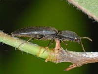 Elateridae sp