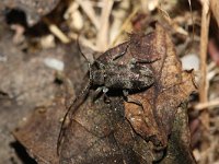 Exocentrus adspersus 1 cf, Saxifraga-Rutger Barendse